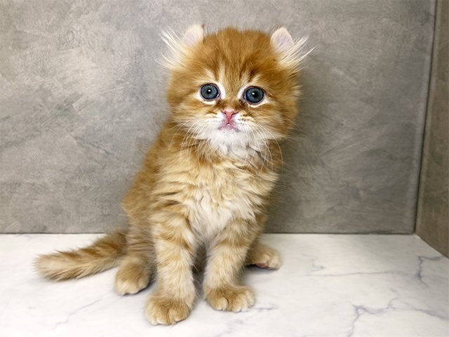 埼玉県のアメリカンカール (ペッツファーストPETEMOレイクタウンmori店/2025年11月1日生まれ/男の子/レッドタビー)の子猫の1枚目の画像