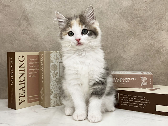 奈良県のノルウェージャンフォレストキャット (ペッツファースト橿原店/2025年10月31日生まれ/女の子/ブルーパッチドタビーホワイト)の子猫の1枚目の画像