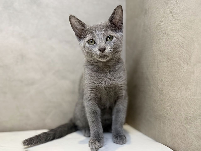 埼玉県のロシアンブルー (ペッツファースト川口店/2025年10月27日生まれ/女の子/ブルー)の子猫の1枚目の画像