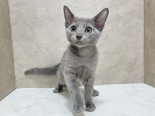 東京都のロシアンブルー (ペッツファースト池袋店/2025年10月27日生まれ/女の子/ブルー)の子猫の1枚目の画像