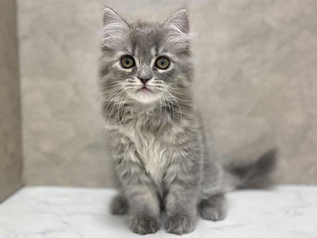 東京都のブリティッシュロングヘアー (ペッツファースト池袋店/2025年10月27日生まれ/女の子/ブルータビー)の子猫の1枚目の画像