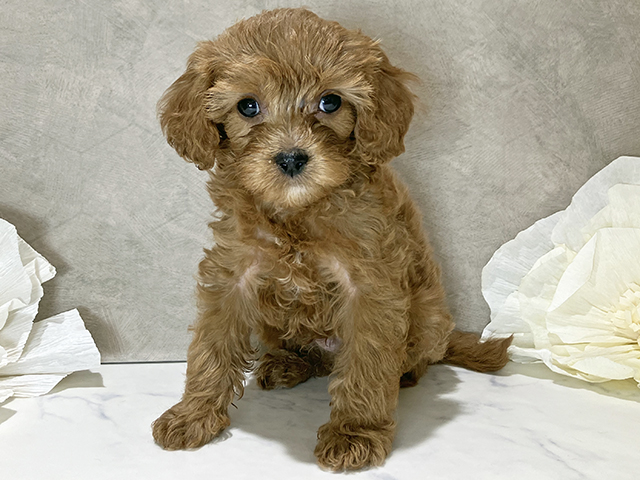 トイプードルミックス