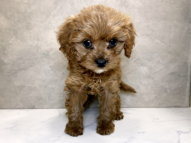 埼玉県のキャバプー(キャバリア×プードル) (ペッツファーストPETEMOレイクタウンmori店/2025年11月5日生まれ/男の子/レッドホワイト)の子犬の1枚目の画像