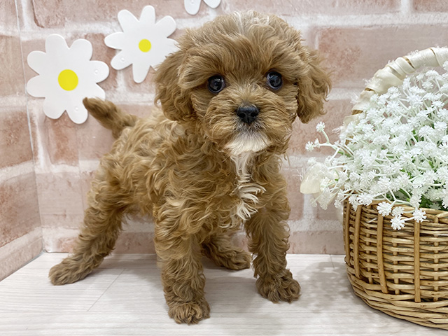 トイプードルミックス