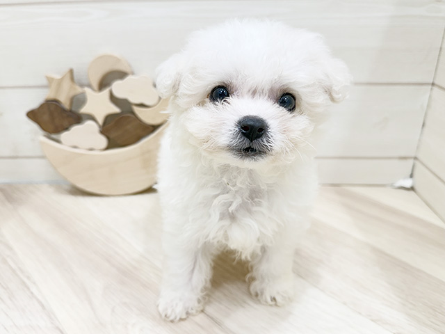 広島県のビションフリーゼ (ペッツファースト広島府中店/2025年11月5日生まれ/男の子/ホワイト)の子犬の1枚目の画像