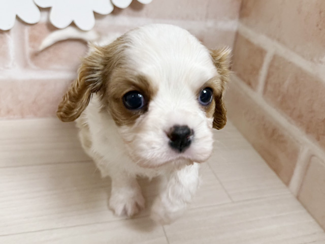 静岡県のキャバリアキングチャールズスパニエル (ペッツファースト富士南店/2025年11月5日生まれ/男の子/ブレンハイム)の子犬