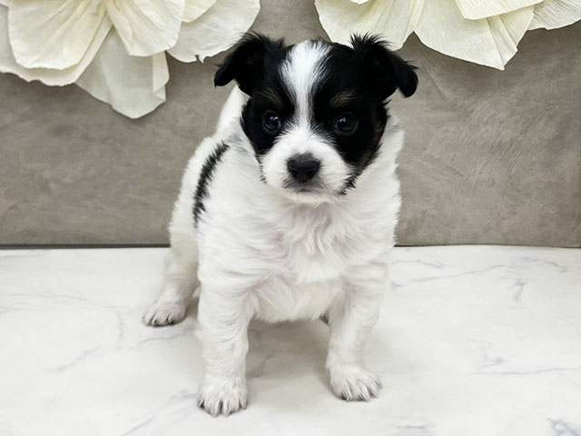 神奈川県のパピチー/チワパピ(パピヨン×チワワ) (ペッツファースト久里浜店/2025年11月5日生まれ/男の子/ブラックタンホワイト)の子犬の1枚目の画像