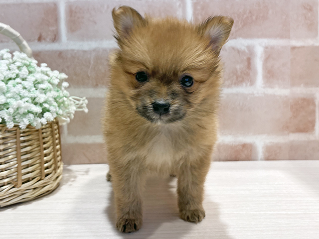 神奈川県のポメラニアン (ペッツファースト横浜元町店/2025年10月29日生まれ/女の子/オレンジ)の子犬の1枚目の画像