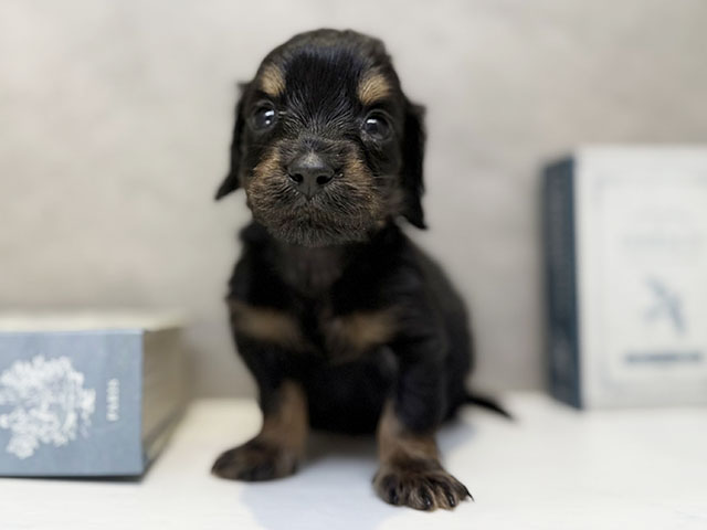 埼玉県のミニチュアダックスフンド(ロング) (ペッツファースト川口店/2025年11月5日生まれ/男の子/ブラックタン)の子犬の1枚目の画像