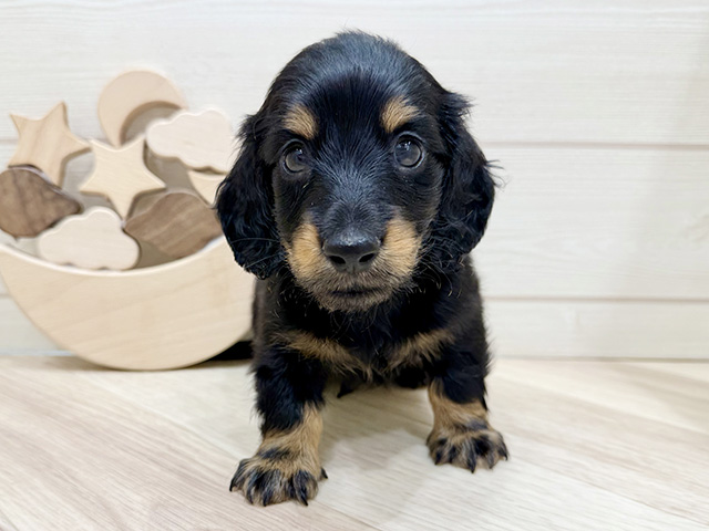 ミニチュアダックスフンド