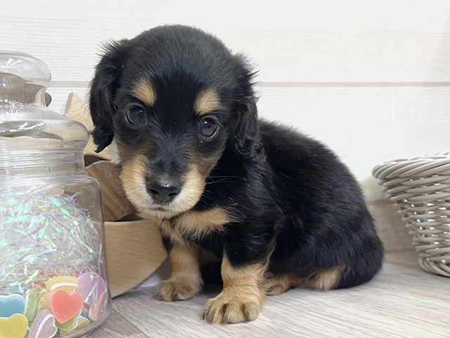 ミニチュアダックスフンド