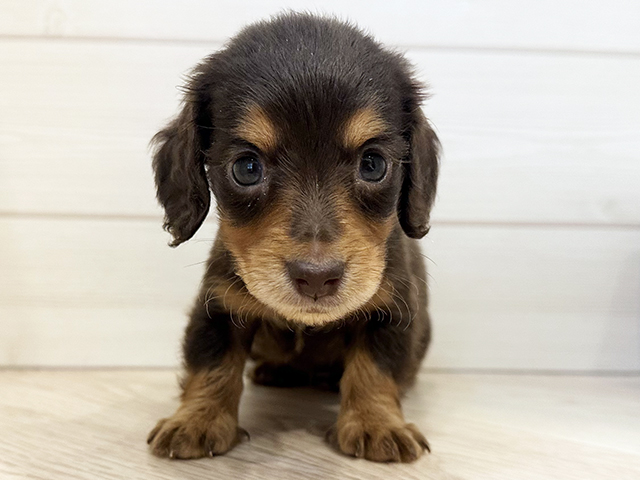 東京都のミニチュアダックスフンド(ロング) (ペッツファースト麻布十番店/2025年11月5日生まれ/女の子/チョコレートタン)の子犬