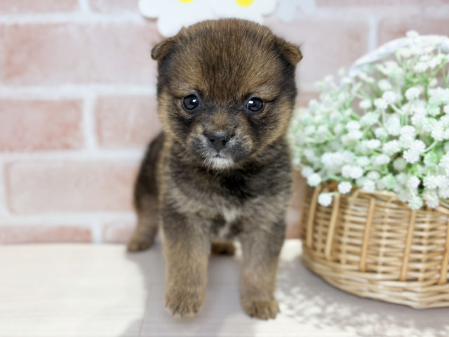 岡山県のポメ柴/豆ポメ/ポメ豆柴(ポメラニアン×柴犬) (ペッツファースト倉敷店/2025年11月1日生まれ/男の子/赤)の子犬の1枚目の画像