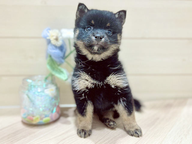 大阪府のポメ柴/豆ポメ/ポメ豆柴(ポメラニアン×柴犬) (ペッツファーストららぽーと門真店/2025年11月1日生まれ/女の子/黒)の子犬の1枚目の画像