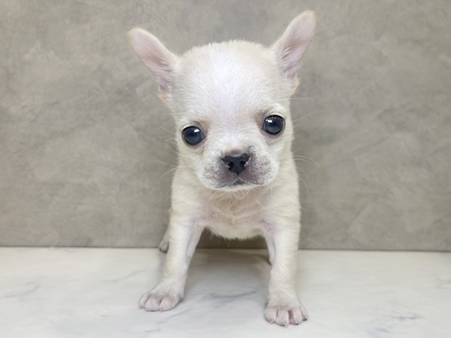 フレンチブルドックミックス