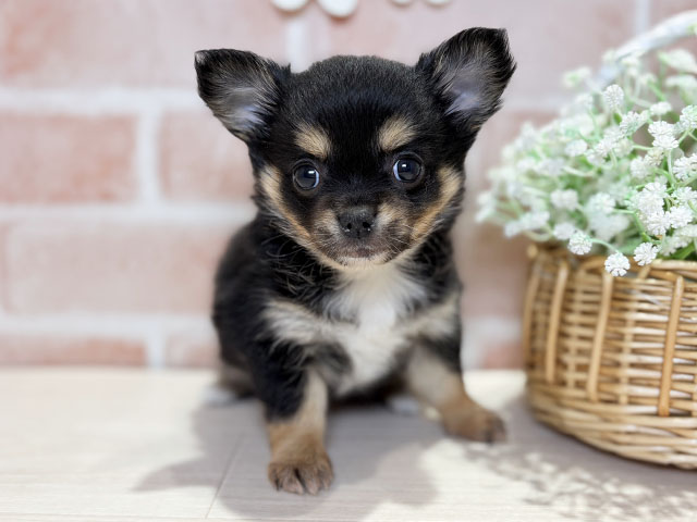 岡山県のチワワ(ロング) (ペッツファースト倉敷店/2025年11月5日生まれ/男の子/ブラックタンホワイト)の子犬の1枚目の画像