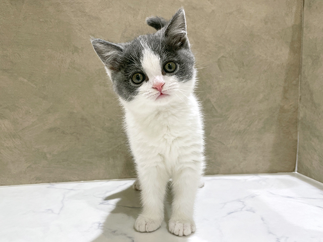 東京都のブリティッシュショートヘアー (ペッツファースト中野店/2025年11月2日生まれ/男の子/ブルーホワイト)の子猫の1枚目の画像