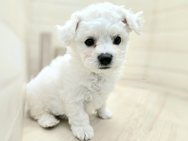 埼玉県のビションフリーゼ (ペッツファースト春日部店/2025年11月5日生まれ/男の子/ホワイト)の子犬の1枚目の画像