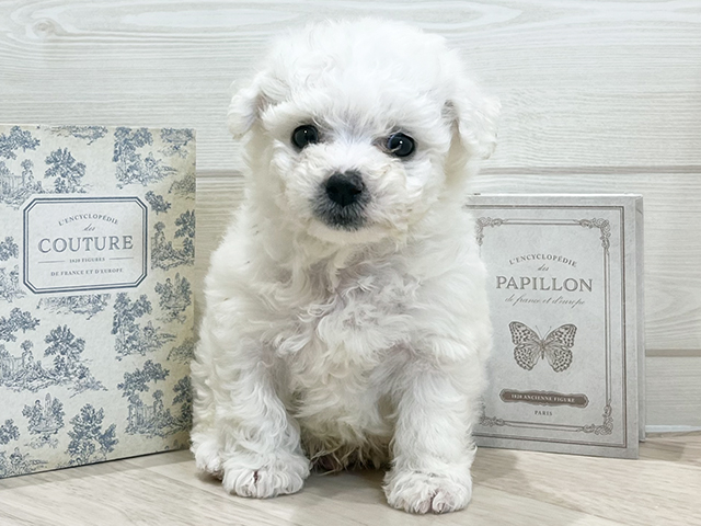 愛知県のビションフリーゼ (ペッツファースト岡崎店/2025年11月5日生まれ/男の子/ホワイト)の子犬の1枚目の画像