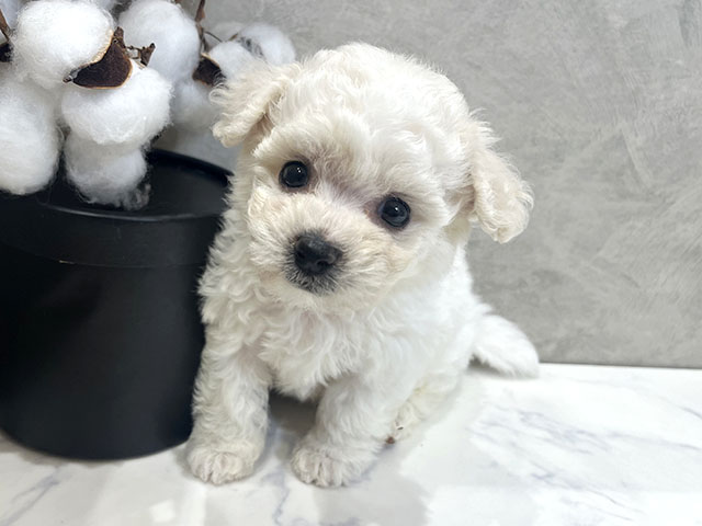 愛知県のビションフリーゼ (ペッツファースト名古屋栄店/2025年11月5日生まれ/女の子/ホワイト)の子犬