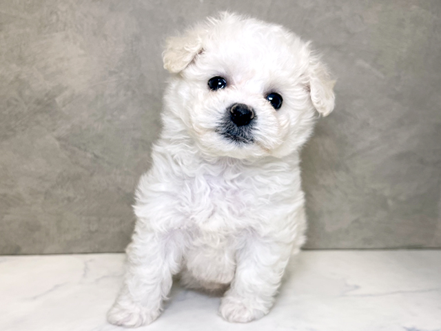 埼玉県のビションフリーゼ (ペッツファーストPETEMOレイクタウンmori店/2025年11月5日生まれ/女の子/ホワイト)の子犬の1枚目の画像