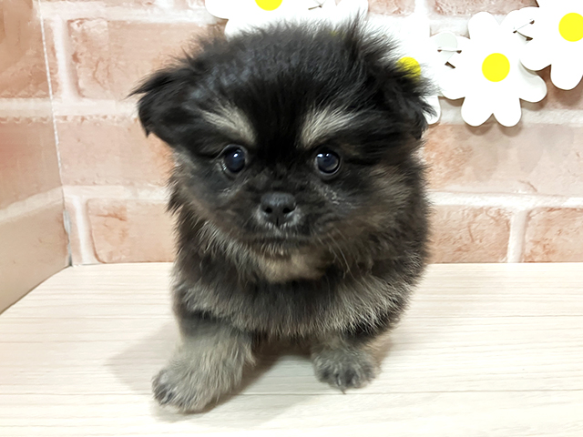 ペキニーズミックス