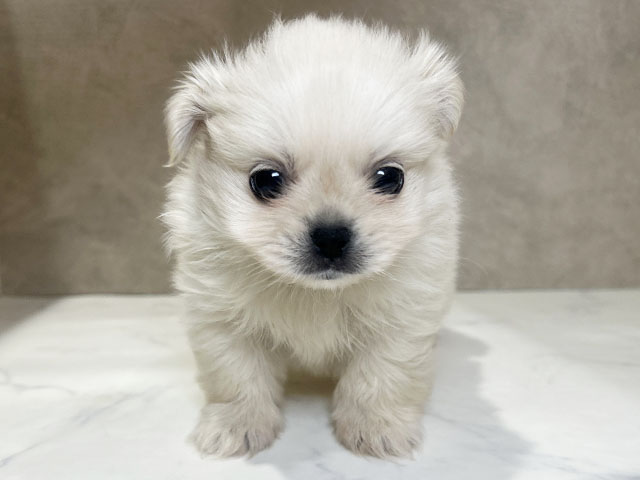 秋田県のペキポメ/ポメペキ(ペキニーズ×ポメラニアン) (ペッツファースト秋田店/2025年11月5日生まれ/男の子/クリーム)の子犬の1枚目の画像