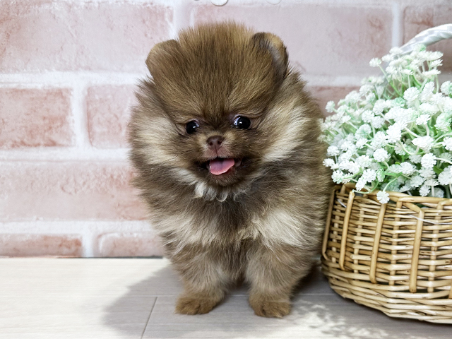 岡山県のポメラニアン (ペッツファースト倉敷店/2025年11月5日生まれ/女の子/ビーバー)の子犬の1枚目の画像