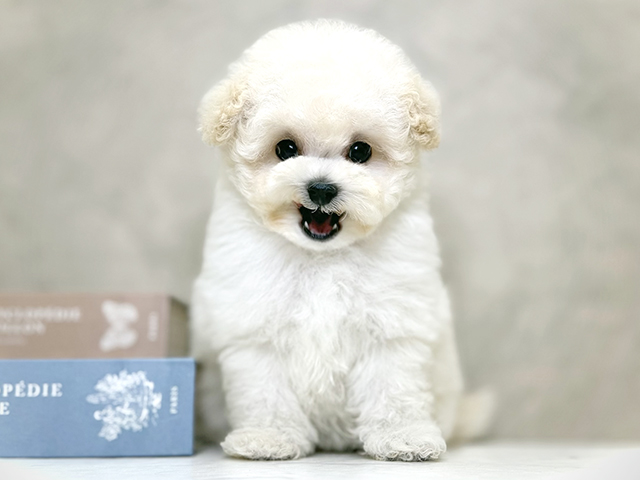 大阪府のトイプードル(ティーカップ) (ペッツファースト心斎橋本店/2025年10月30日生まれ/女の子/ペールフォーン)の子犬の1枚目の画像