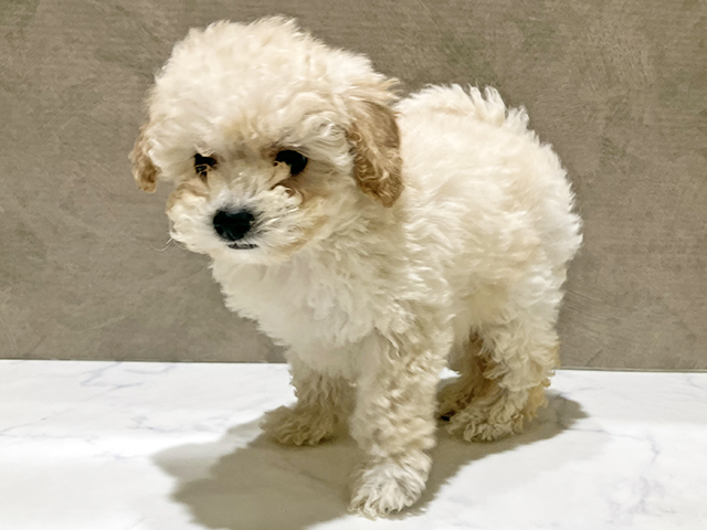 秋田県のトイプードル(トイ) (ペッツファースト秋田店/2025年11月5日生まれ/女の子/ペールフォーン)の子犬の1枚目の画像