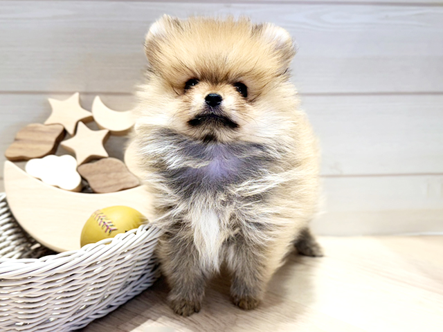 群馬県のポメラニアン (ペッツファースト高崎店/2025年11月4日生まれ/女の子/ウルフセーブル)の子犬の1枚目の画像