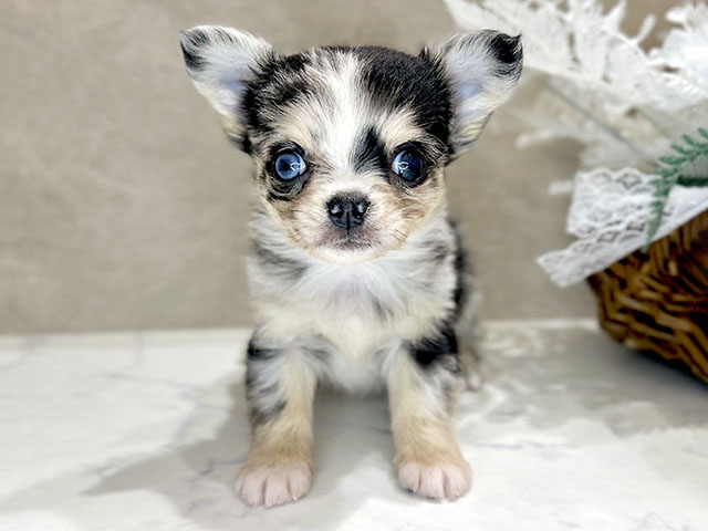 大阪府のチワワ(ロング) (ペッツファースト茶屋町店/2025年11月3日生まれ/女の子/ブルーマール)の子犬の1枚目の画像