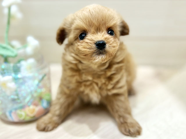 大阪府のチワプー/プーチー(チワワ×プードル) (ペッツファーストららぽーと門真店/2025年11月2日生まれ/男の子/アプリコットホワイト)の子犬の1枚目の画像