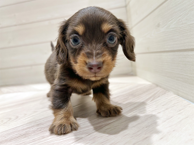 東京都のミニチュアダックスフンド(ロング) (ペッツファースト豊洲店/2025年11月5日生まれ/男の子/チョコレートタン)の子犬の1枚目の画像