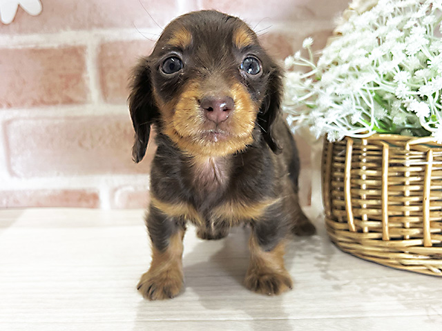 ミニチュアダックスフンド