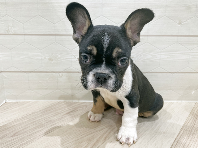 東京都のフレンチブルドッグ (ペッツファースト吉祥寺サンロード店/2025年11月4日生まれ/男の子/ブラックタンホワイト)の子犬の1枚目の画像