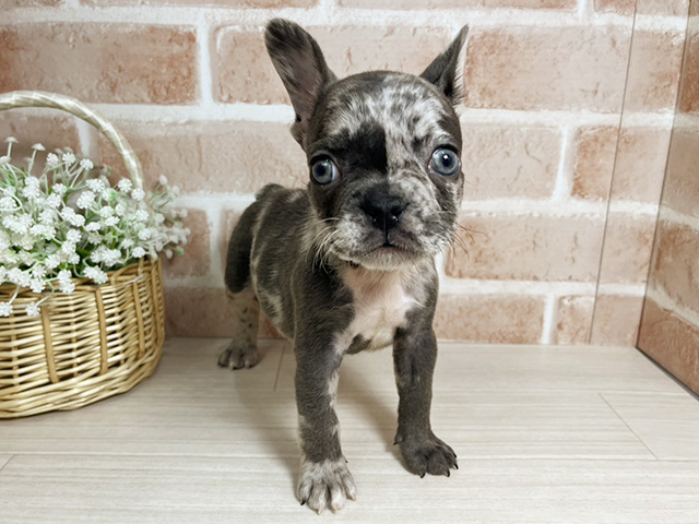 広島県のフレンチブルドッグ (ペッツファースト広島本通店/2025年11月5日生まれ/男の子/ブルーマール)の子犬の1枚目の画像