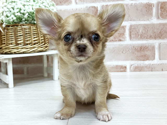 奈良県のチワワ(ロング) (ペッツファースト奈良登美ヶ丘店/2025年11月5日生まれ/女の子/チョコフォーンマール)の子犬の1枚目の画像