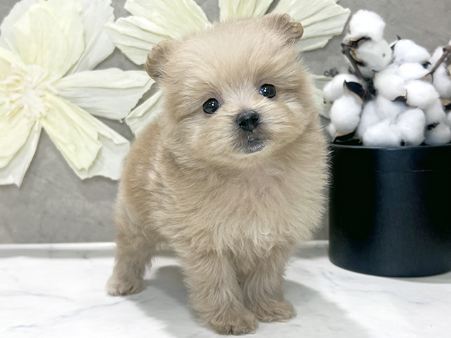 兵庫県のポメプー(ポメラニアン×プードル) (ペッツファースト神戸三宮センター街店/2025年11月5日生まれ/女の子/アプリコット)の子犬の1枚目の画像