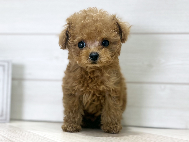 大阪府のトイプードル(ティーカップ) (ペッツファースト梅田店/2025年11月5日生まれ/男の子/レッド)の子犬の1枚目の画像