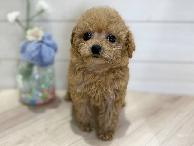 大阪府のトイプードル(ティーカップ) (ペッツファーストららぽーと門真店/2025年11月5日生まれ/女の子/レッド)の子犬の1枚目の画像