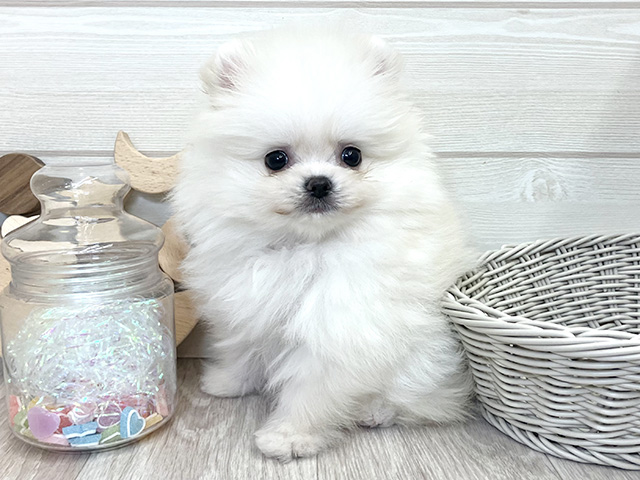 愛知県のポメラニアン (ペッツファースト大高店/2025年11月5日生まれ/男の子/クリーム)の子犬