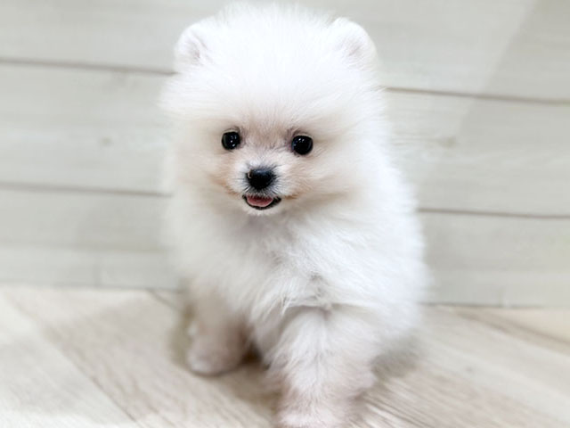 兵庫県のポメラニアン (ペッツファースト神戸元町店/2025年11月5日生まれ/男の子/クリーム)の子犬の1枚目の画像