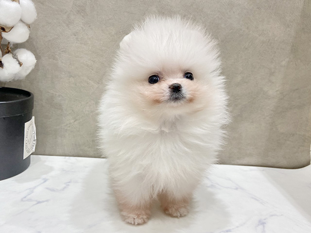 愛知県のポメラニアン (ペッツファースト名古屋栄店/2025年11月5日生まれ/男の子/ホワイト)の子犬