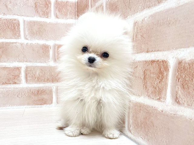 大阪府のポメラニアン (ペッツファースト高槻店/2025年10月12日生まれ/男の子/クリーム)の子犬