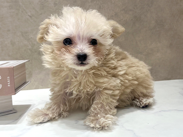 東京都のトイプードル(ティーカップ) (ペッツファースト新宿店/2025年11月5日生まれ/男の子/クリーム)の子犬の1枚目の画像