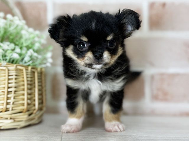 福岡県のチワワ(ロング) (ペッツファースト直方店/2025年11月3日生まれ/男の子/ブラックタンホワイト)の子犬の1枚目の画像