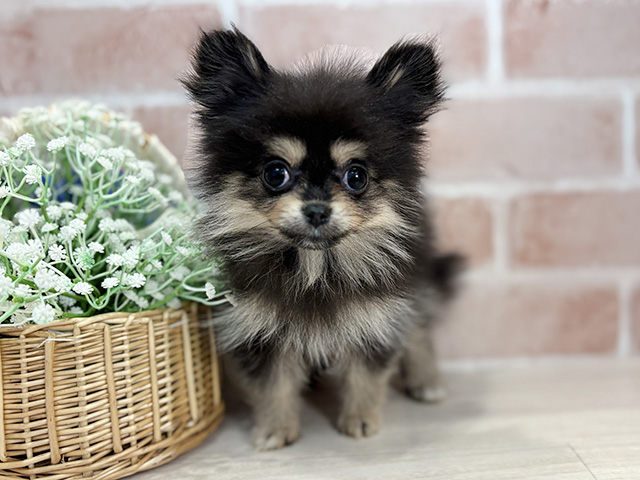 千葉県のポメラニアン (ペッツファースト千葉ニュータウン店/2025年11月5日生まれ/女の子/ブラックタン)の子犬