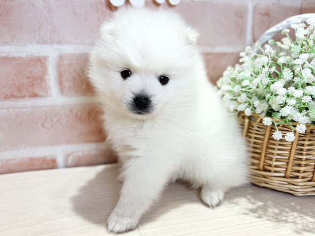 日本スピッツ, 性別 男の子, 誕生日 2025/11/05, 毛色 ホワイト, 出身 福島県, 店舗 倉敷店(岡山県), お問い合わせ番号 2591175