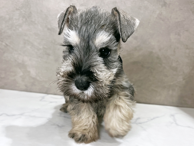 東京都のミニチュアシュナウザー (ペッツファースト武蔵小山店/2025年11月4日生まれ/女の子/ソルトペッパー)の子犬の1枚目の画像